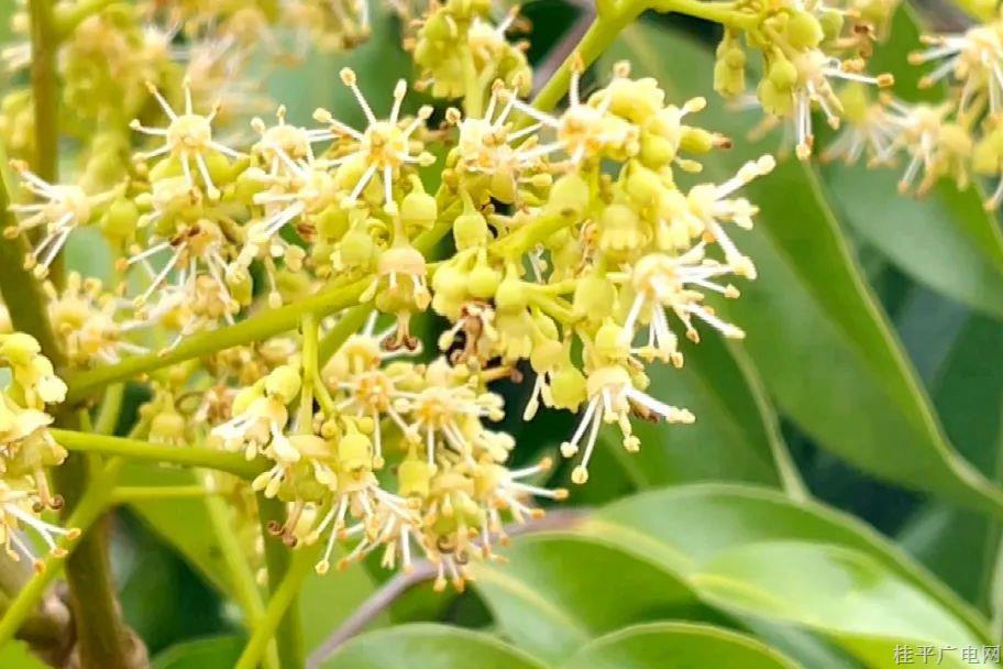 春潮涌動(dòng) 6千畝荔枝花競(jìng)相綻放