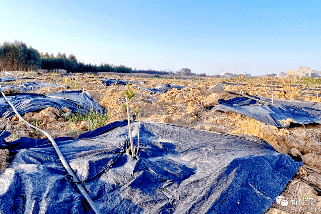 白沙鎮(zhèn)50畝佛手柑基地種植項目全面開工！