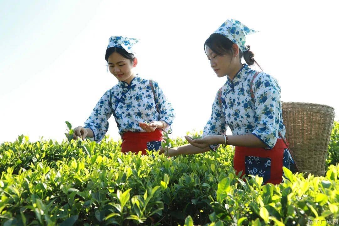桂平產(chǎn)投：大力發(fā)展西山茶 走好鄉(xiāng)村振興路?