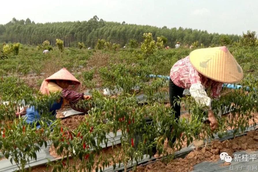 桂平白沙：火紅辣椒迎豐收 農(nóng)民增收笑開顏