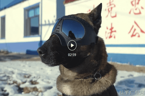 最佳人氣3.《汪汪隊立大功,！功勛犬“黑豹”來啦,！》