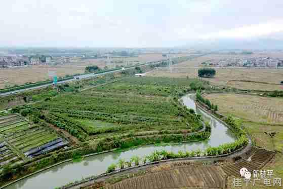 桂平市石龍鎮(zhèn)：立體生態(tài)種養(yǎng)實(shí)現(xiàn)綠色效益雙贏