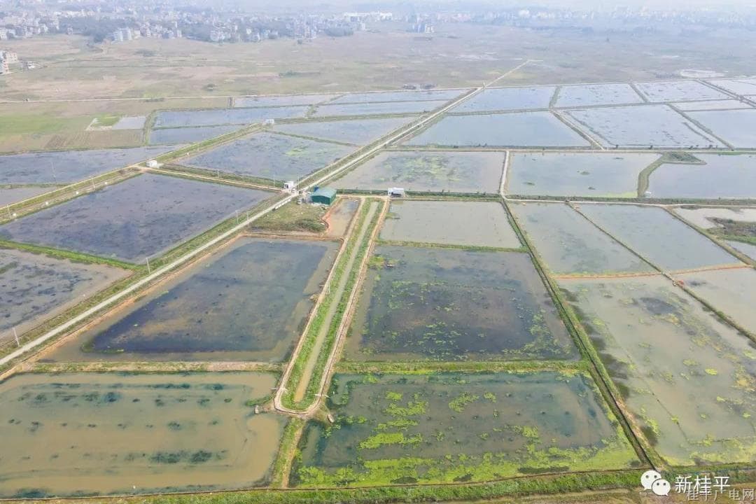 桂平：生態(tài)小龍蝦錯(cuò)峰養(yǎng)殖 助力鄉(xiāng)村振興