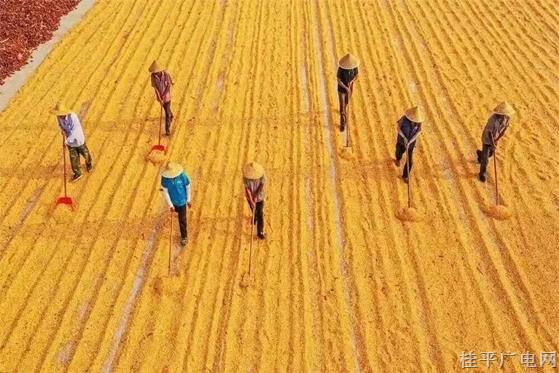 嚴(yán)控“非糧化”,，農(nóng)民怎么種地？政府怎么用地管地,？