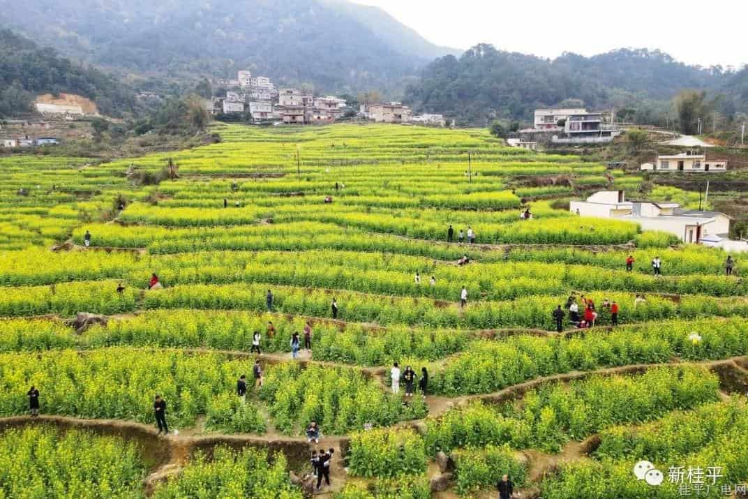 財政助力佛荔村以花興旅 “賞花經濟”推動鄉(xiāng)村振興