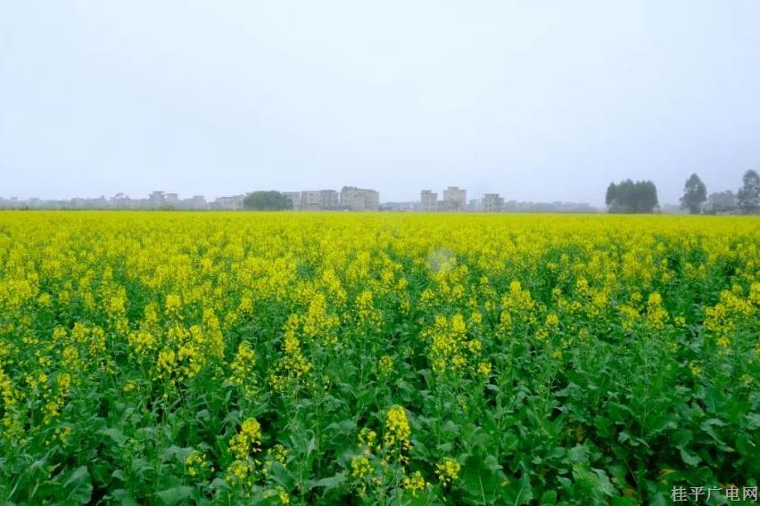 石咀鎮(zhèn)：油菜花開美如畫 鄉(xiāng)村振興新美景