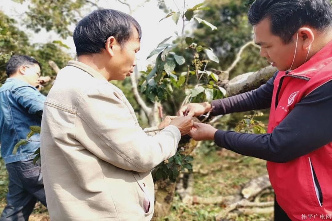 3月16日,，木根鎮(zhèn)農(nóng)業(yè)農(nóng)村中心主任陳新全（右一）在秀南村開展荔枝高接換種志愿活動(dòng).jpg