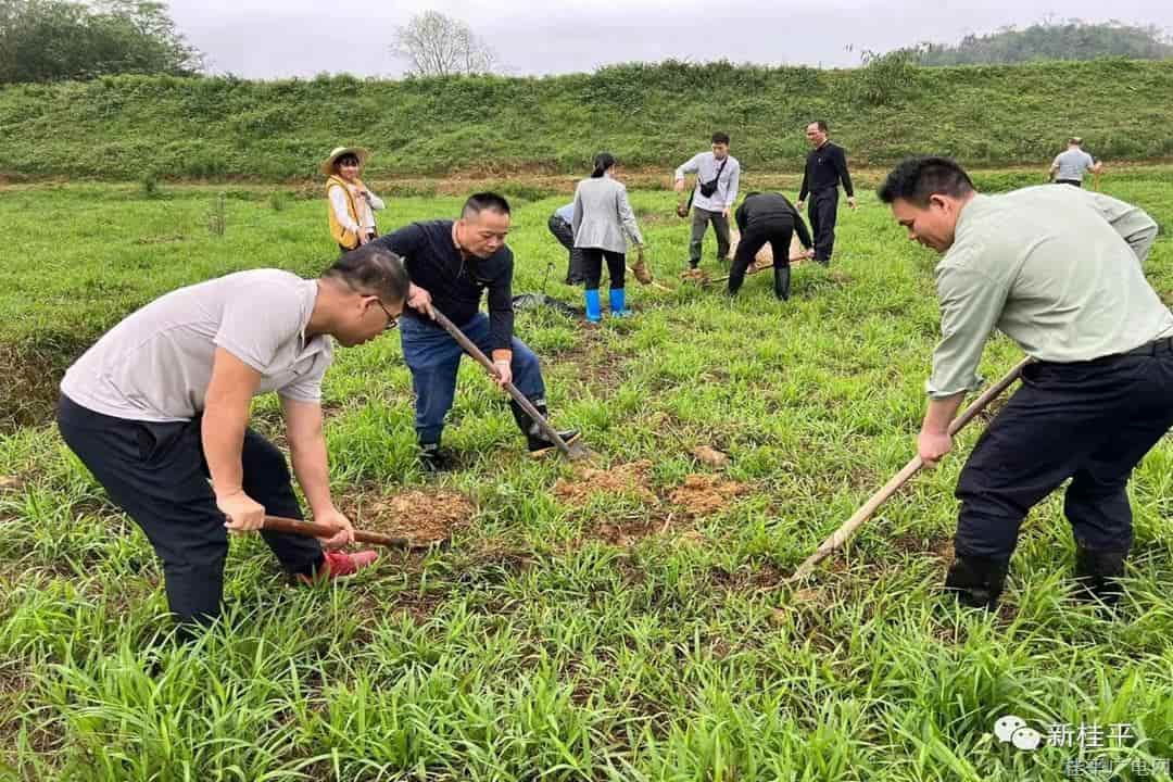 紫荊鎮(zhèn)：黨建引領發(fā)展 產業(yè)助力振興