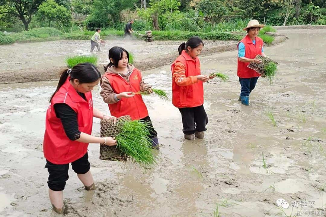 桂平市中沙鎮(zhèn)：又是一年春風時 志愿服務助春耕暖民心