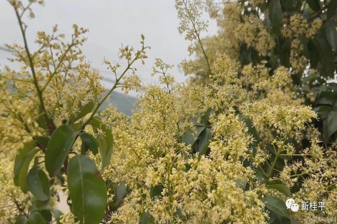 桂平麻垌：荔花飄香蜜意甜