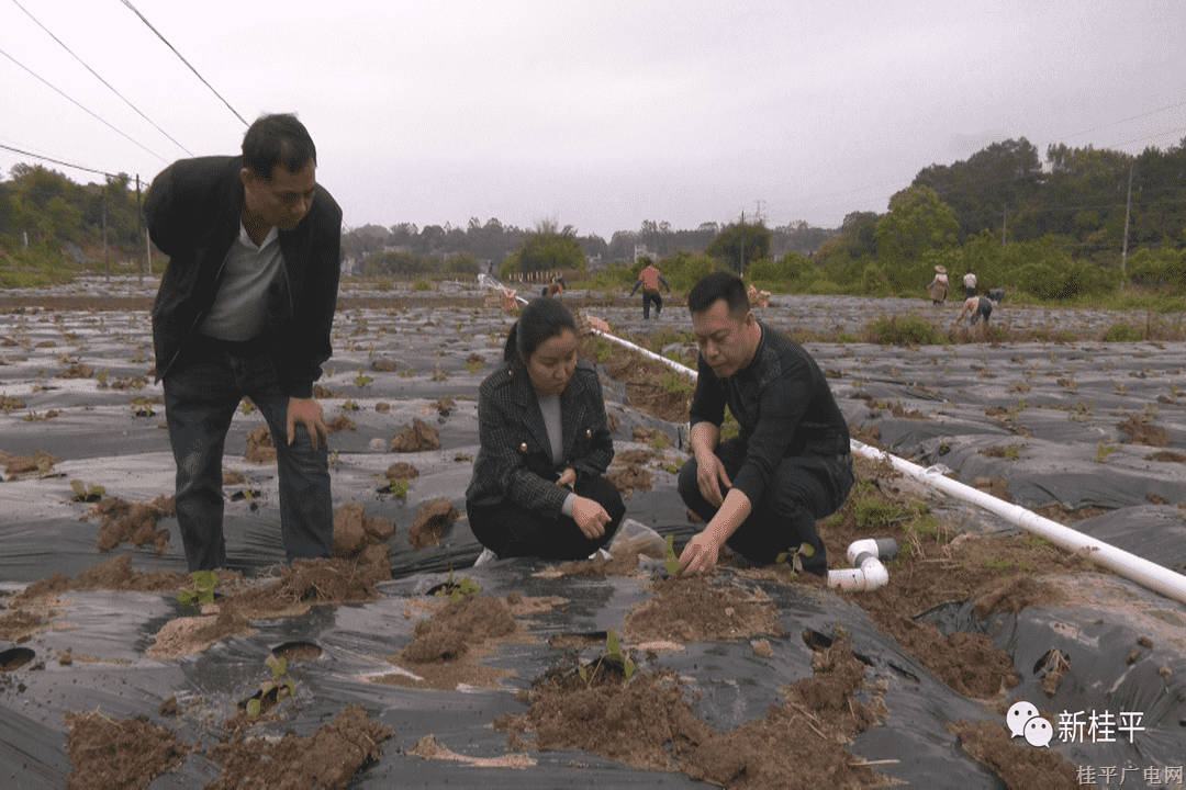 油麻鎮(zhèn)藿香收益高 中草藥種植前景好