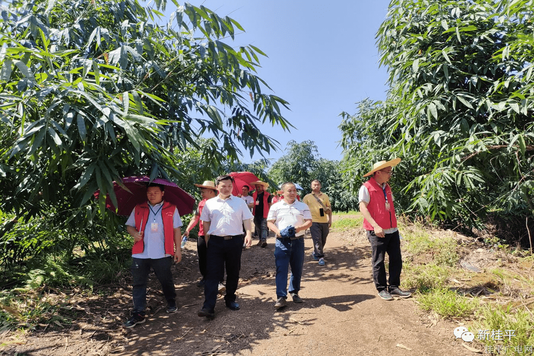 【大興調(diào)查研究】木圭鎮(zhèn)開展黨建領(lǐng)航賦能鄉(xiāng)村振興實(shí)踐調(diào)研活動