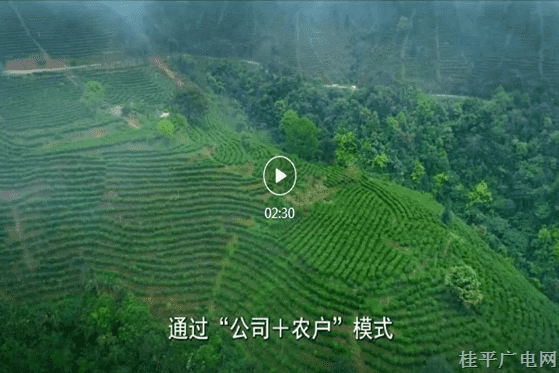 3-05.《有關(guān)六堡茶的小故事》系列