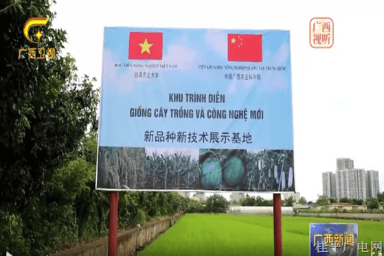 【大道同行 絲路共鳴】農(nóng)業(yè)合作結(jié)碩果 桂越開(kāi)創(chuàng)新格局