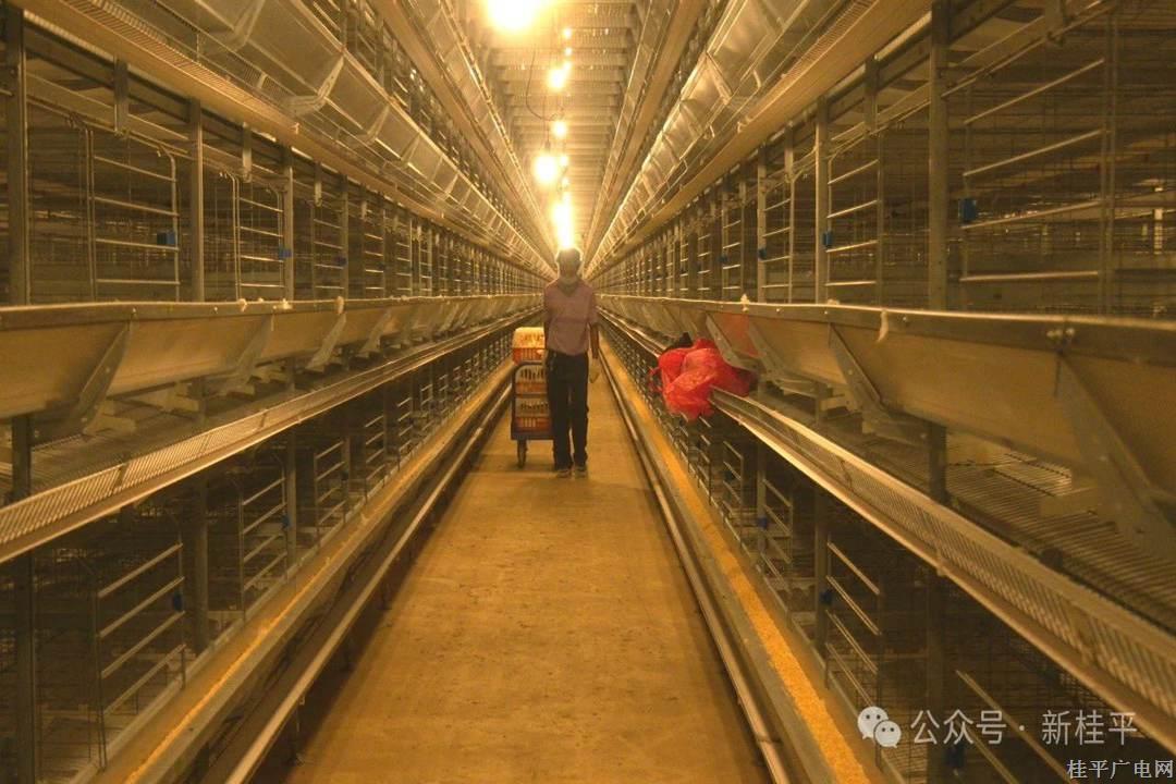 馬皮鄉(xiāng)200萬(wàn)羽蛋雞項(xiàng)目迎來(lái)第二批“新住客”