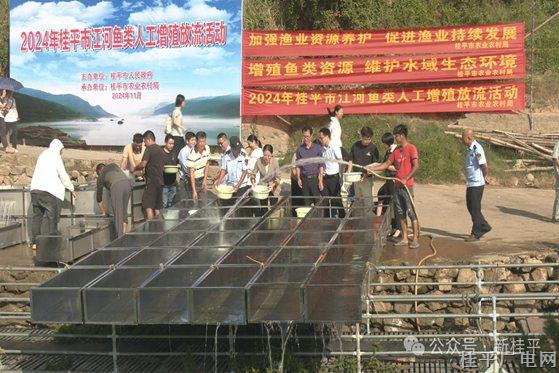 投放魚苗180余萬(wàn)尾！桂平這項(xiàng)活動(dòng)已連續(xù)開(kāi)展35年