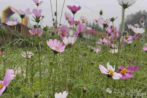 【新春走基層】佛荔又有新變化 花海相約 只等你來