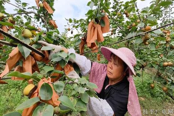 石龍鎮(zhèn)：綠色品牌打造家庭農(nóng)場新招牌