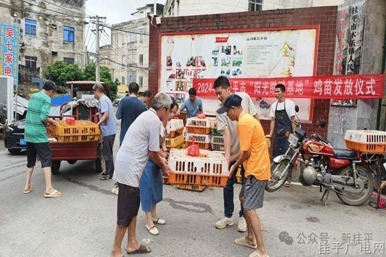 市殘聯(lián)：“送雞苗”助力殘疾人增收致富 共鑄民族團(tuán)結(jié)情