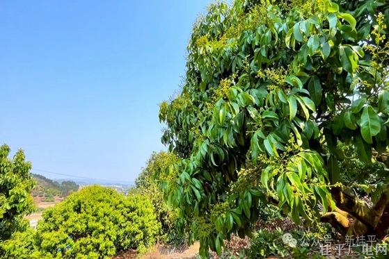 老樹逢春！油麻鎮(zhèn)荔枝品改?；ū９?守護(hù)豐收季