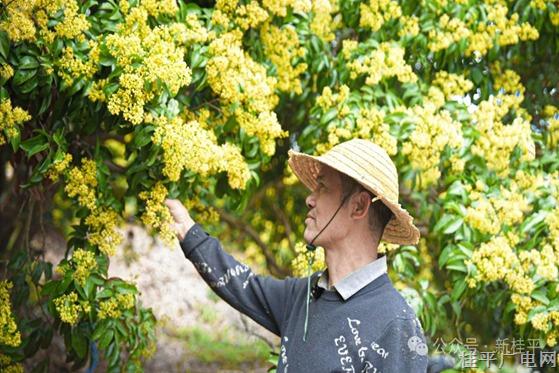 從5000元到1.9萬(wàn),！這個(gè)小鎮(zhèn)靠“荔枝魔法”逆襲 農(nóng)民笑開了花！