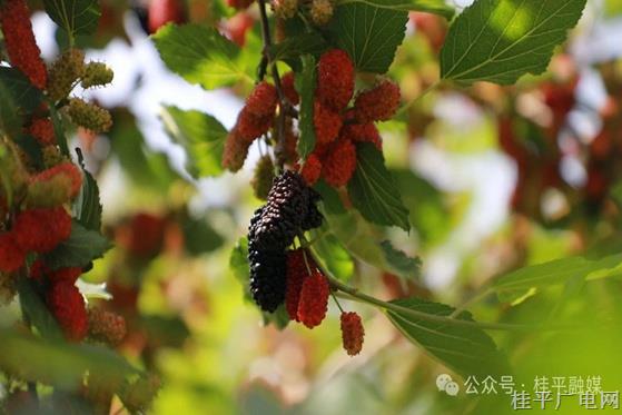 木圭鎮(zhèn)：春滿壓枝“桑”甜滿園 游客盡享“葚”好時(shí)光