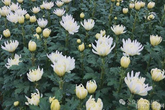 羅播鄉(xiāng)：黨建引領走出“肉鴨+菊花”雙引擎產(chǎn)業(yè)致富路
