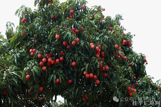 自帶仙氣的麻垌荔枝｜大洋鎮(zhèn)這個(gè)果園雞肥荔枝甜,！