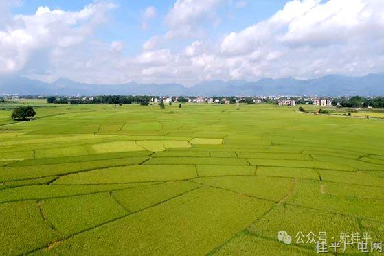 季節(jié)的密語：62萬畝稻穗,，把夏至的承諾釀成金色潮汐