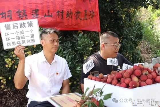 政商農(nóng)共筑產(chǎn)銷“同心圓” 麻垌鎮(zhèn)繪就荔枝產(chǎn)業(yè)興旺好圖景